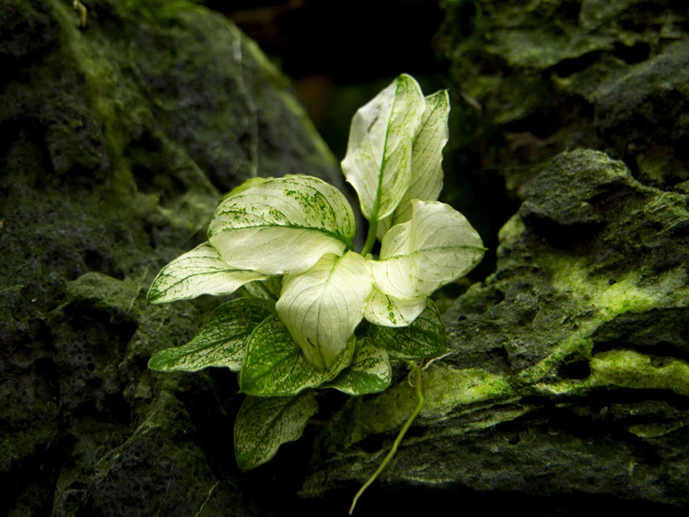 Variegated Anubias Nana (Anubias Barteri “Variegated Nana”), Bare Root - Image 5