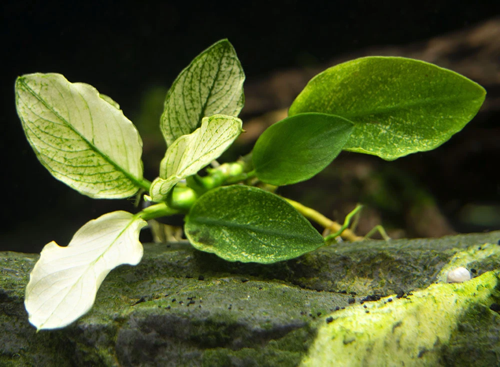 Variegated Anubias Nana (Anubias Barteri “Variegated Nana”), Bare Root - Image 3