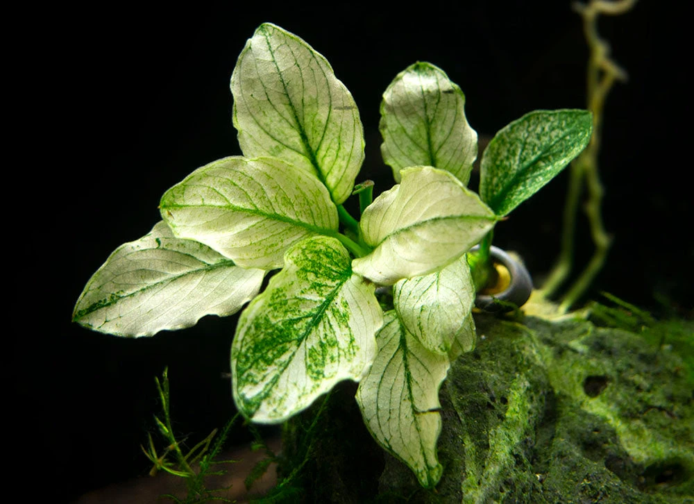 Variegated Anubias Nana (Anubias Barteri “Variegated Nana”), Bare Root