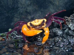 Purple Volcano Borneo Crab (Lepidothelphusa Sp. ' Purple Volcano Borneo' )