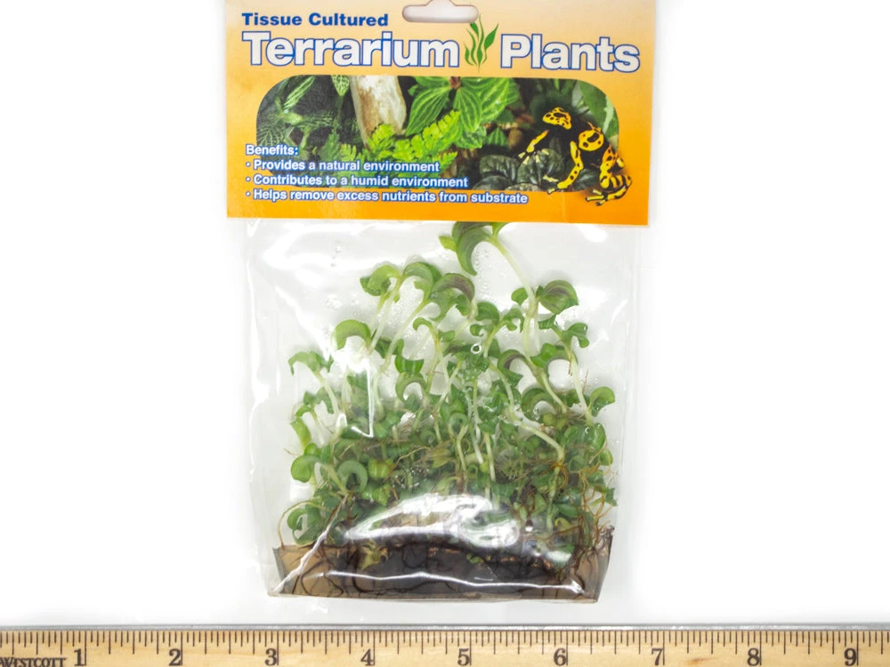 Purple Spiderwort (Tradescantia Zebrina) Tissue Culture - Image 2