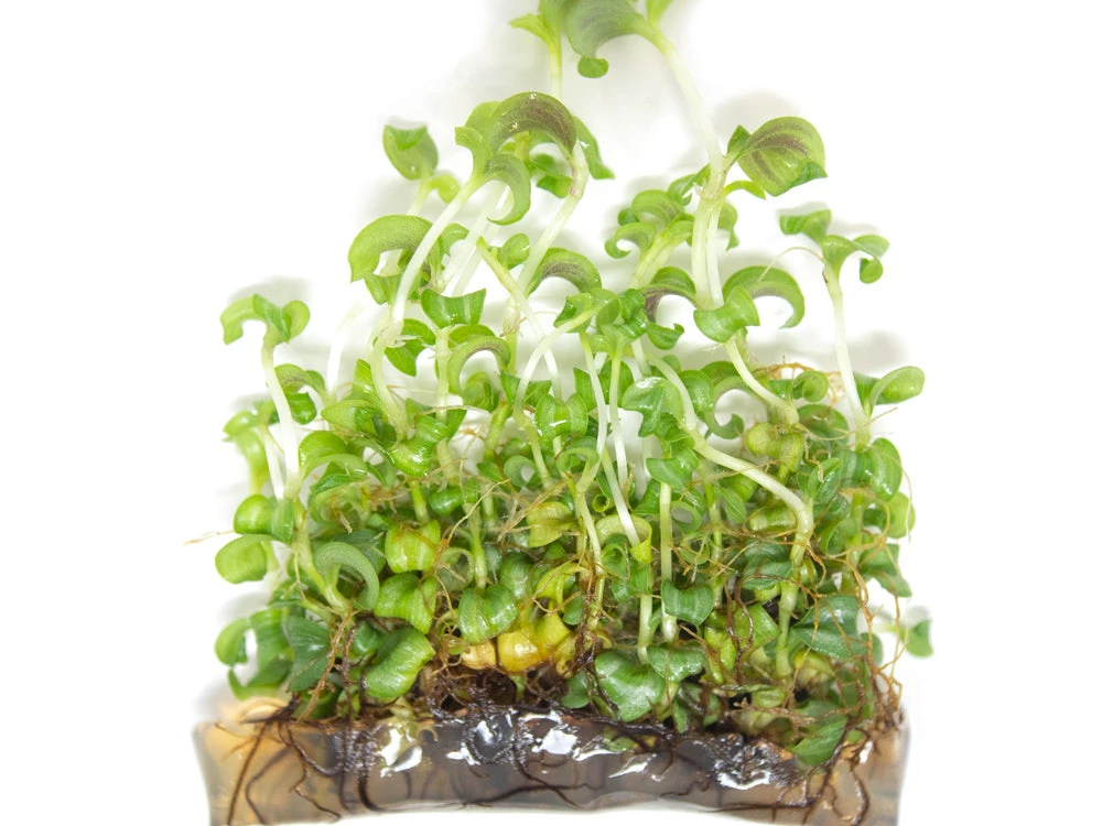 Purple Spiderwort (Tradescantia Zebrina) Tissue Culture