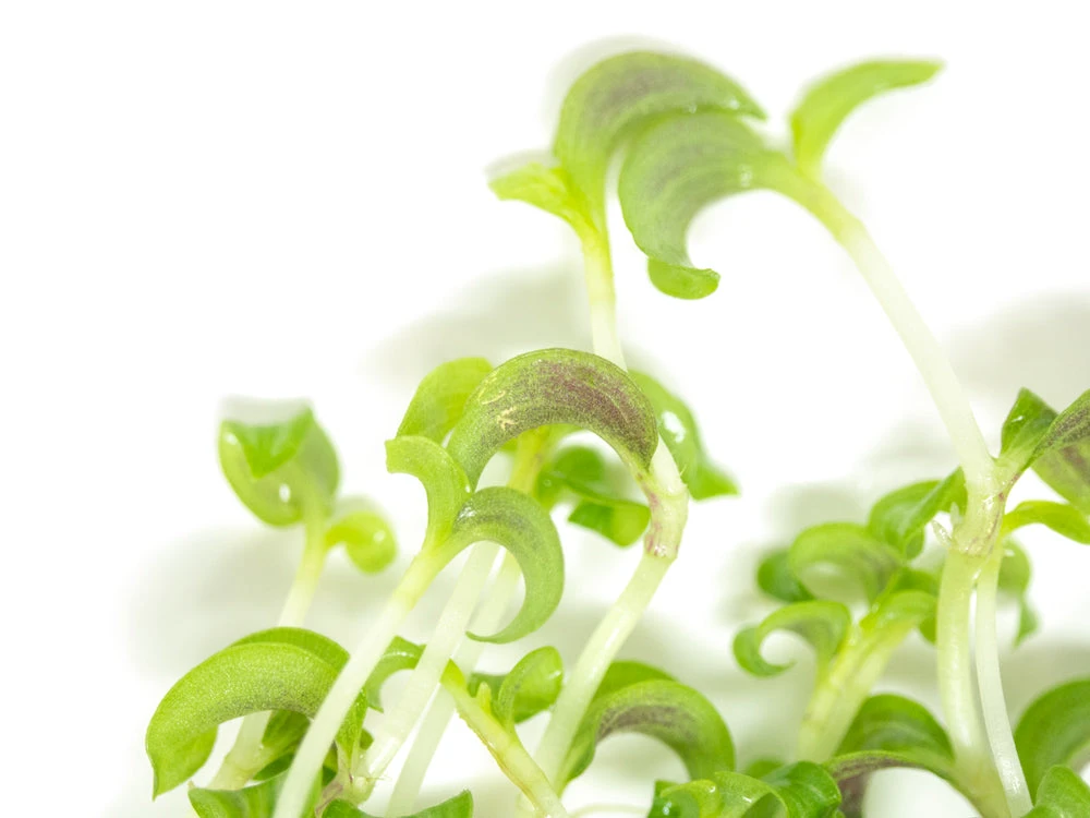 Purple Spiderwort (Tradescantia Zebrina) Tissue Culture - Image 4