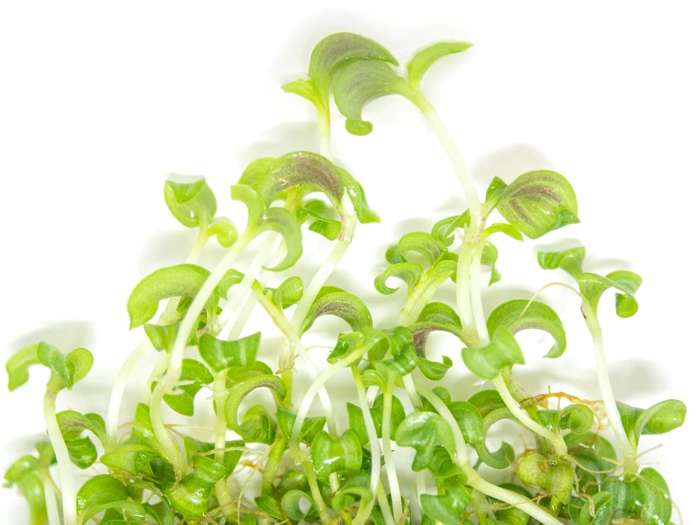 Purple Spiderwort (Tradescantia Zebrina) Tissue Culture - Image 3