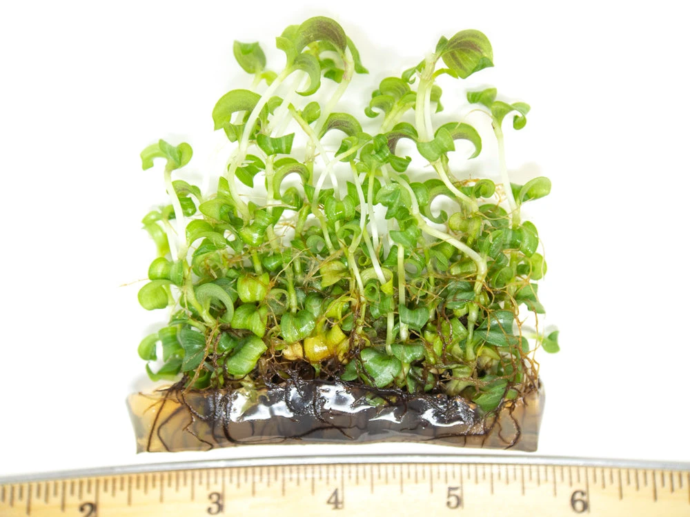 Purple Spiderwort (Tradescantia Zebrina) Tissue Culture - Image 5