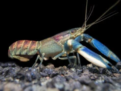 Warsamson River Crayfish (Cherax Warsamsonicus)