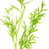 Water Sprite Aka Indian Water Fern (Ceratopteris Thalictroides) - 6 To 8 Inch Tall Bunch