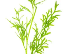 Water Sprite Aka Indian Water Fern (Ceratopteris Thalictroides) - 6 To 8 Inch Tall Bunch