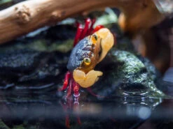 White Mandarin Vampire Crab (Geosesarma Pontianak)