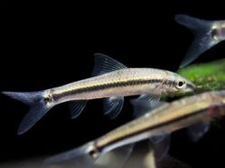Flying Fox (Epalzeorhynchos Kalopterum)