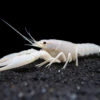 White Specter Crayfish (Procambarus Clarkii) - Tank Bred!