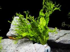 Windelov AKA Lacy Java Fern Bunch (Microsorum Pteropus 'Windelov'), Bunch