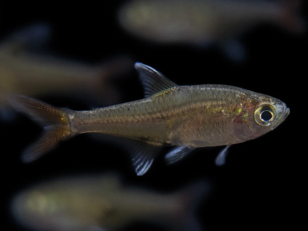 X-Ray Tetra (Pristella Maxillaris), Tank-Bred! - Image 9