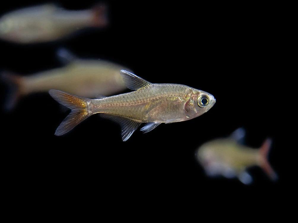 X-Ray Tetra (Pristella Maxillaris), Tank-Bred! - Image 4