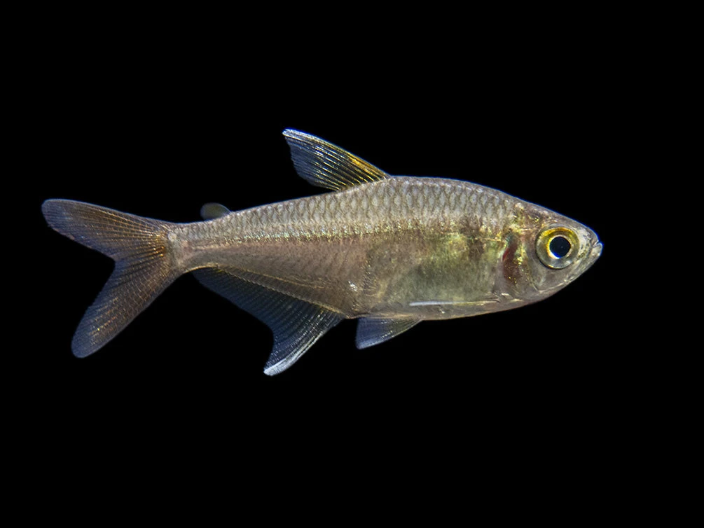 X-Ray Tetra (Pristella Maxillaris), Tank-Bred! - Image 6