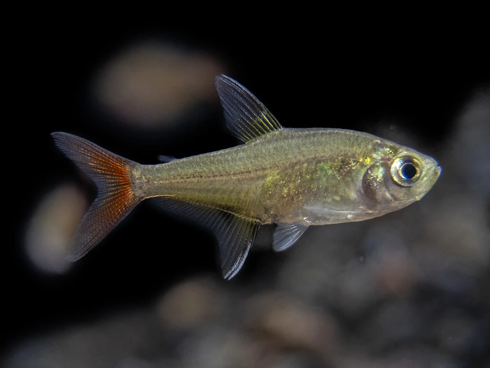 X-Ray Tetra (Pristella Maxillaris), Tank-Bred! - Image 7