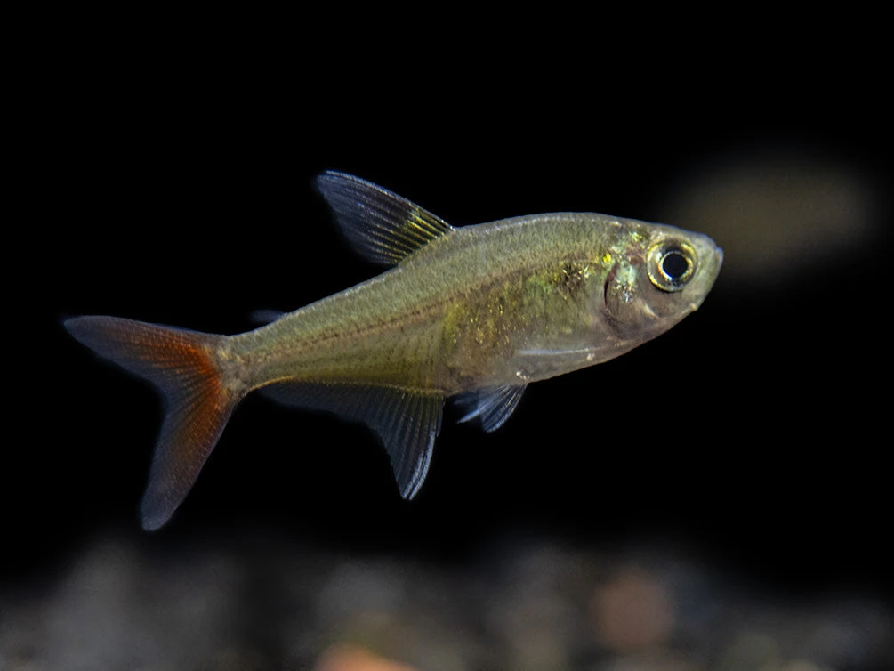X-Ray Tetra (Pristella Maxillaris), Tank-Bred! - Image 8