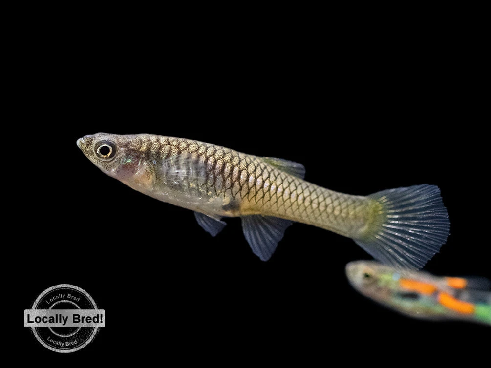 Assorted Endler's Livebearer (Poecilia Wingei), USA BRED! - Image 19
