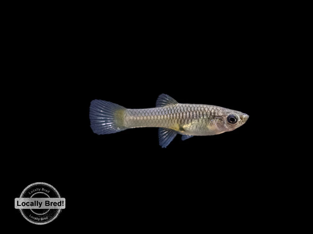 Assorted Endler's Livebearer (Poecilia Wingei), USA BRED! - Image 18