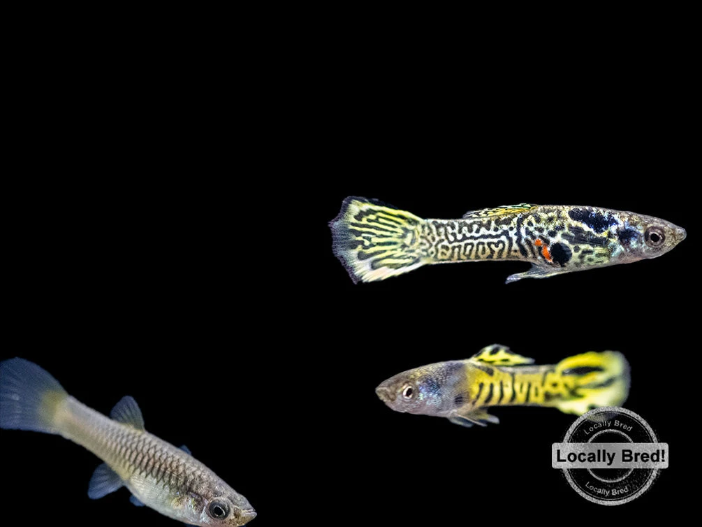 Assorted Endler's Livebearer (Poecilia Wingei), USA BRED! - Image 15