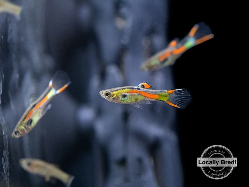 Assorted Endler's Livebearer (Poecilia Wingei), USA BRED! - Image 20