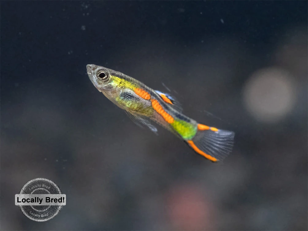 Assorted Endler's Livebearer (Poecilia Wingei), USA BRED! - Image 17