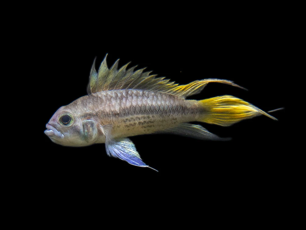 Yellow Flash Cockatoo Dwarf Cichlid (Apistogramma Cacatuoides), Tank-Bred - Image 2