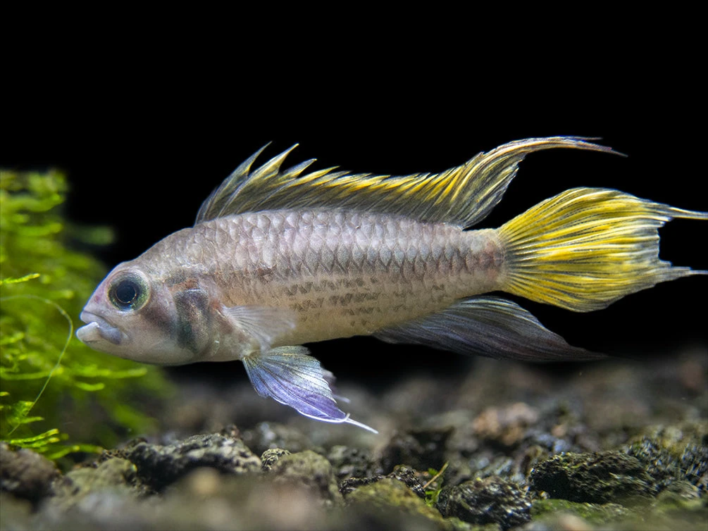 Yellow Flash Cockatoo Dwarf Cichlid (Apistogramma Cacatuoides), Tank-Bred - Image 8
