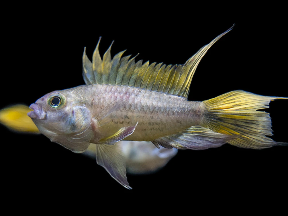 Yellow Flash Cockatoo Dwarf Cichlid (Apistogramma Cacatuoides), Tank-Bred - Image 3