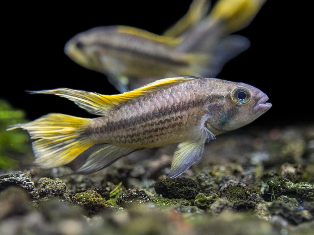 Yellow Flash Cockatoo Dwarf Cichlid (Apistogramma Cacatuoides), Tank-Bred - Image 7