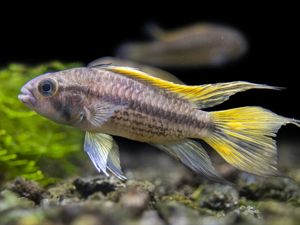 Yellow Flash Cockatoo Dwarf Cichlid (Apistogramma Cacatuoides), Tank-Bred - Image 6