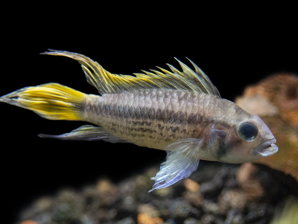 Yellow Flash Cockatoo Dwarf Cichlid (Apistogramma Cacatuoides), Tank-Bred - Image 5