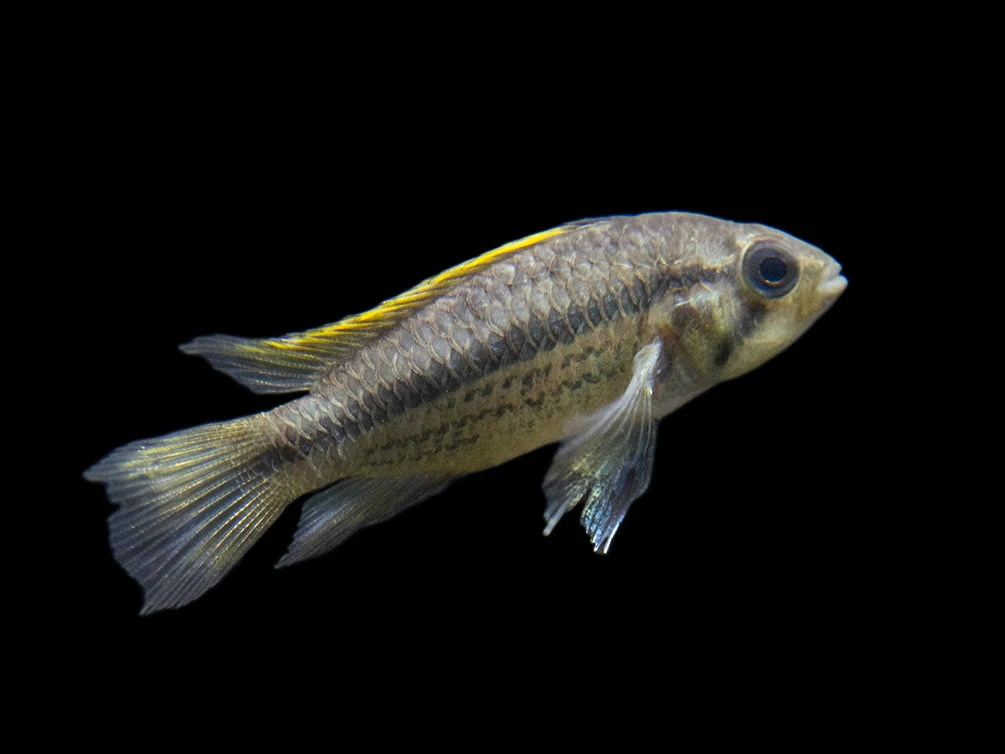 Yellow Flash Cockatoo Dwarf Cichlid (Apistogramma Cacatuoides), Tank-Bred - Image 9