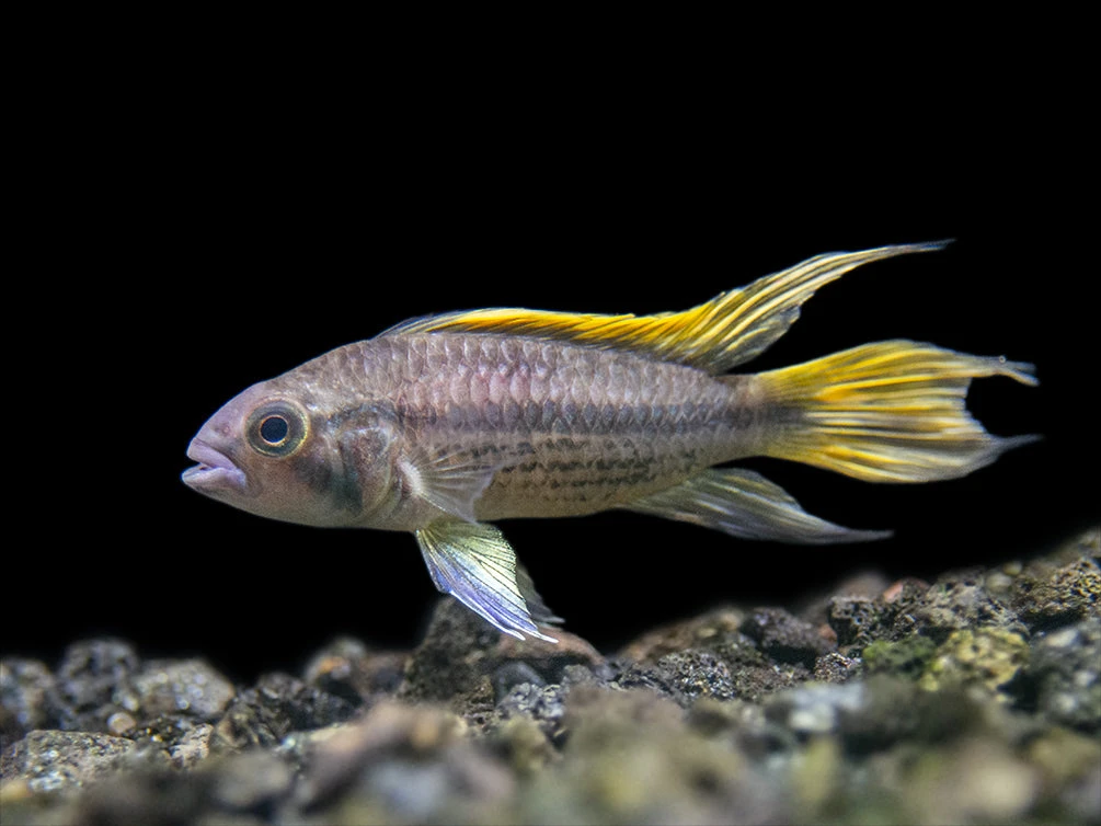 Yellow Flash Cockatoo Dwarf Cichlid (Apistogramma Cacatuoides), Tank-Bred - Image 4