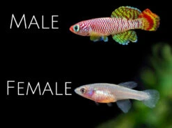 Yellow Korthaus Killifish (Nothobranchius Korthausae), Locally Bred!