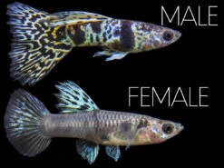 Yellow Tiger King Cobra Guppy (Poecilia Reticulata), Tank-Bred!