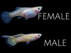 Yellow Top Swordtail Guppy (Poecilia Reticulata), Tank-Bred!