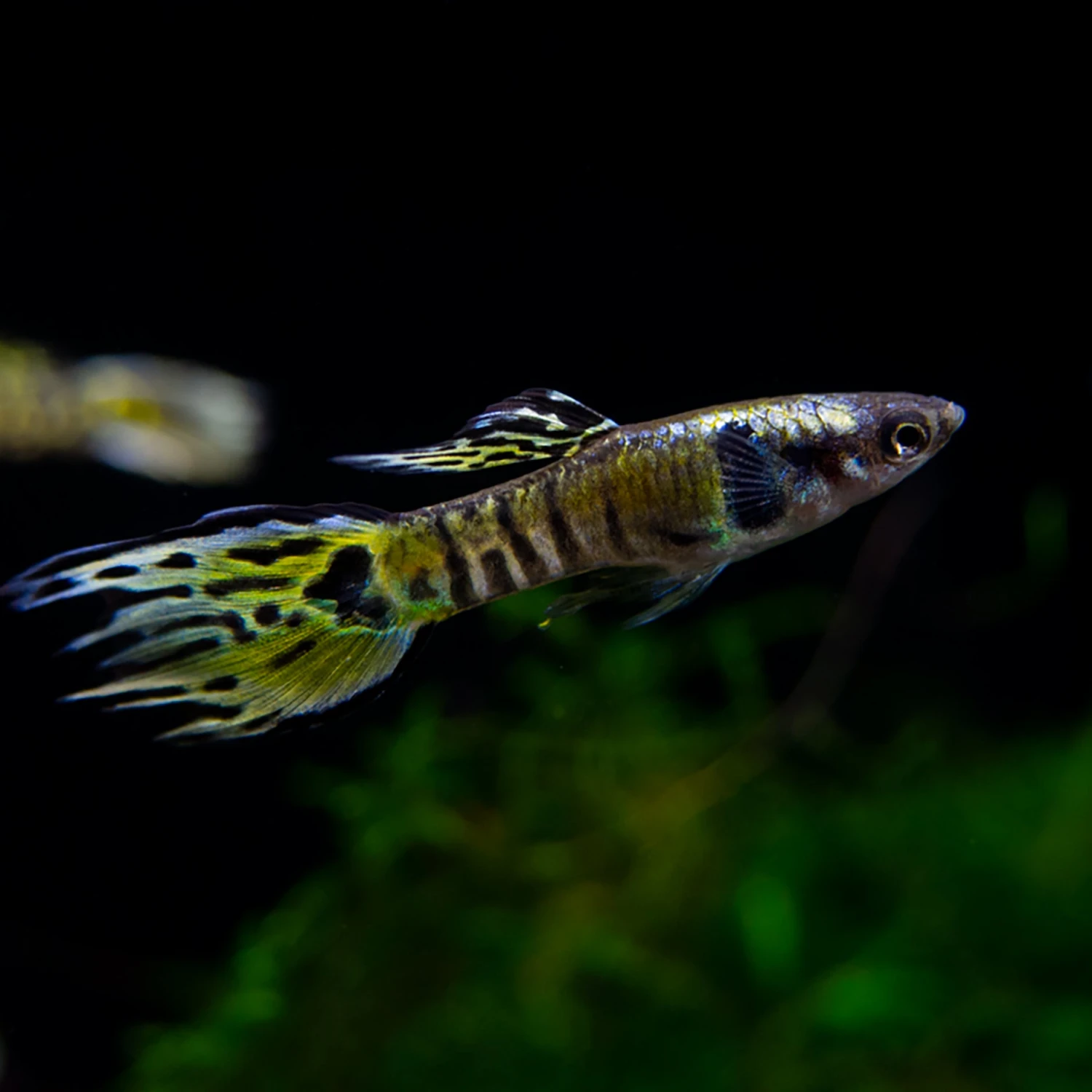 Yellow Tiger Endler's Livebearer (Poecilia Wingei), Tank-Bred - Image 4
