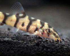 Yo-Yo Loach (Botia Almorhae)