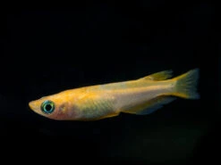 Youkihi Medaka Orange Ricefish Aka Japanese Ricefish/Killifish (Oryzias Latipes Var. "Youkihi"), Tank-Bred