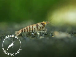 Zebra Babaulti Shrimp (Caridina Cf. Babaulti), BREDBY: Aquatic Arts