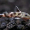 Synodontis Irregularis Catfish (Synodontis Hybrid), Tank-Bred!