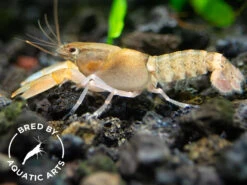 Zebra Crayfish (Cherax Peknyi), BREDBY: Aquatic Arts
