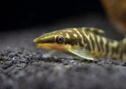 Zebra Otocinclus Catfish (Otocinclus Cocama)