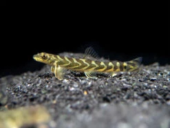 Zodiac AKA Batik Loach (Mesonoemacheilus Triangularis)