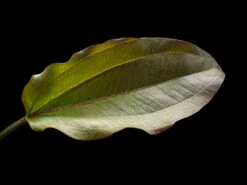 Altlandsberg Sword (Echinodorus Sp. "Altlandsberg"), Bare Root