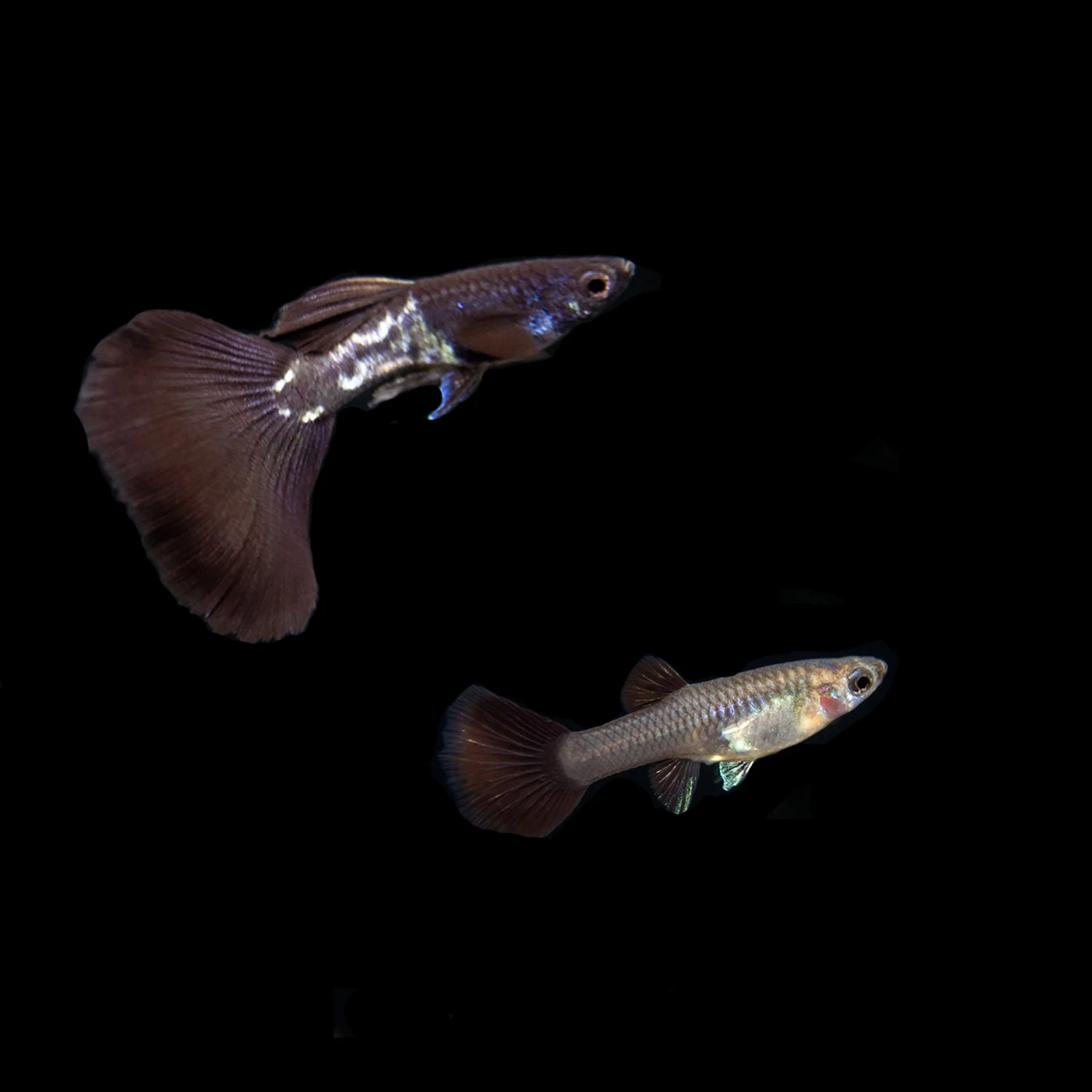 Black Metal Snakeskin Guppy (Poecilia Reticulata), Locally-Bred - Image 2