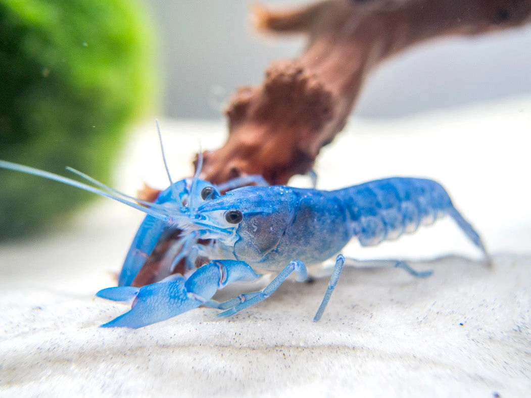 Blue Pearl Crayfish (Cherax Albidus) - Tank-Bred! - Image 2