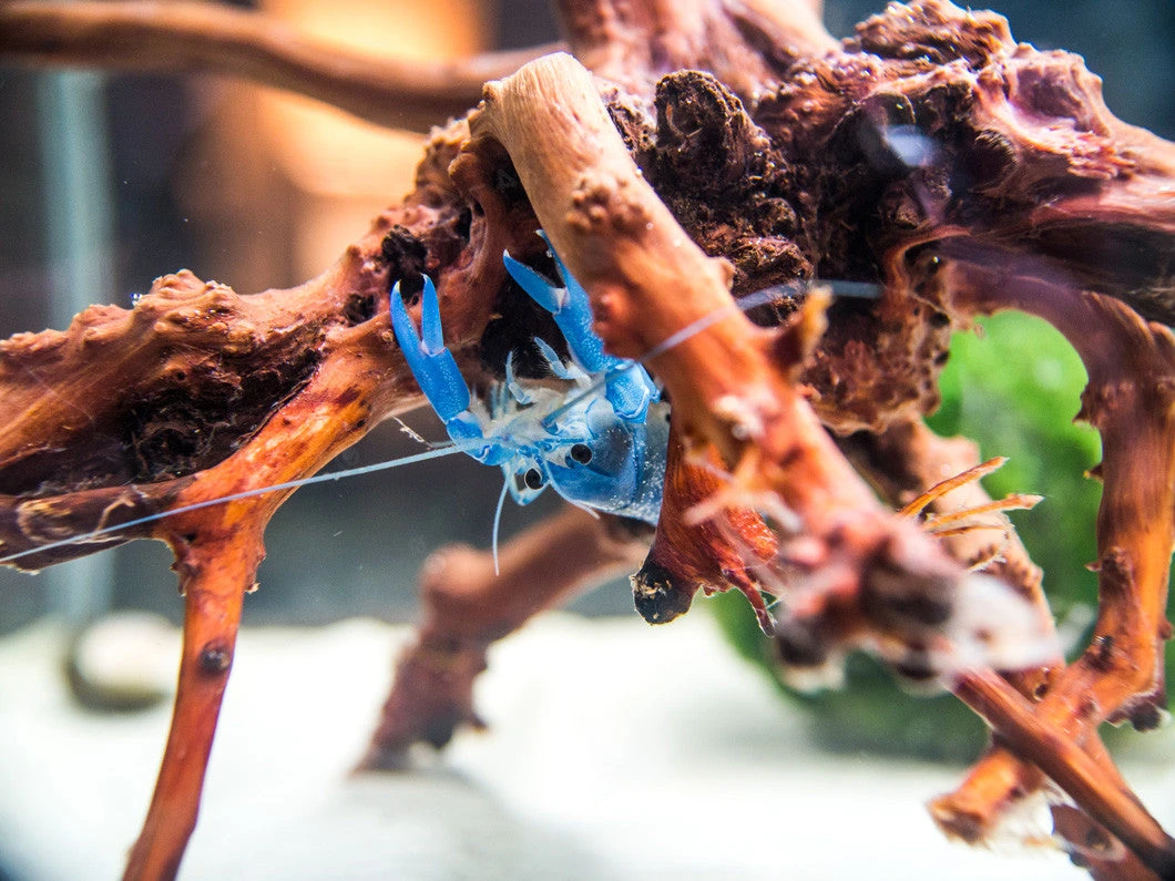 Blue Pearl Crayfish (Cherax Albidus) - Tank-Bred! - Image 6