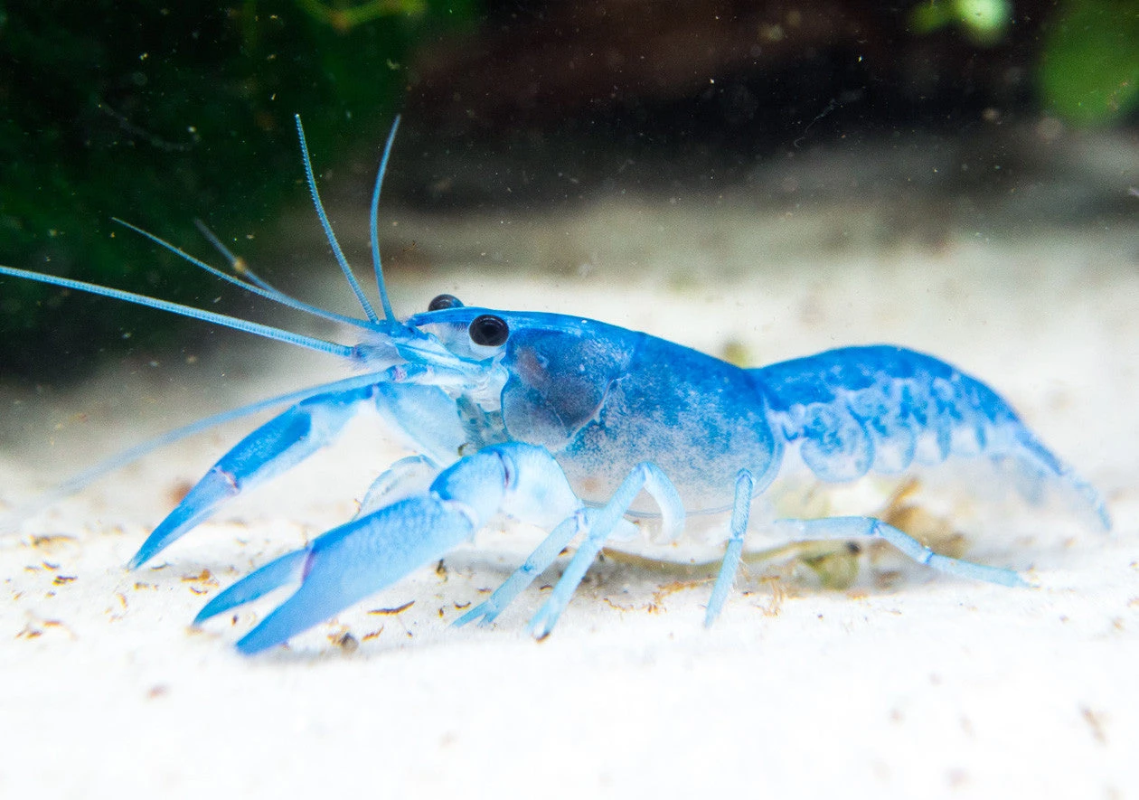 Blue Pearl Crayfish (Cherax Albidus) - Tank-Bred! - Image 7
